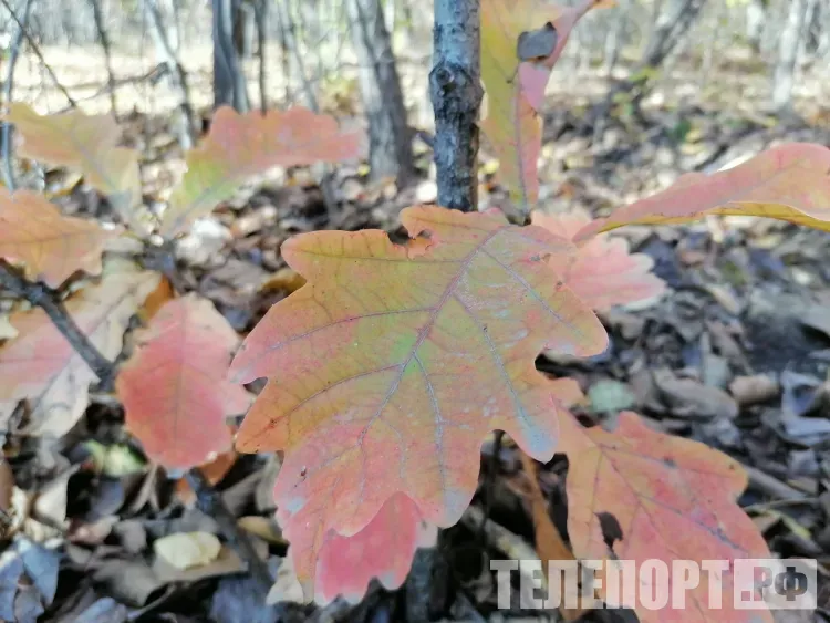 Стремительное похолодание началось на юге России