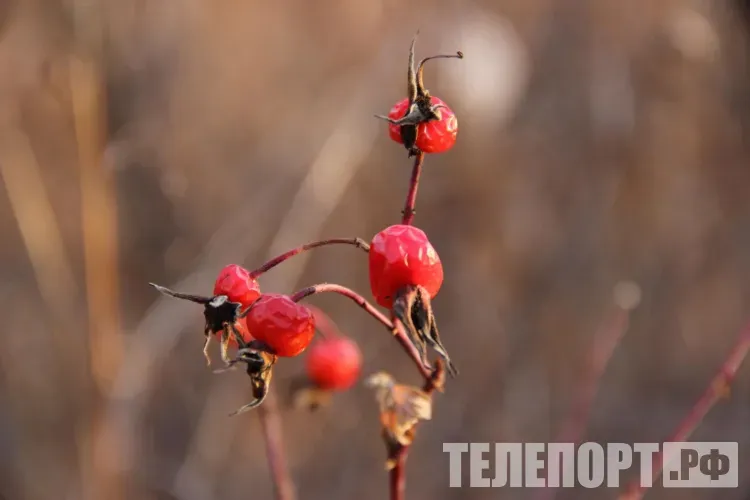 Переменная облачность в Амурской области 23 октября