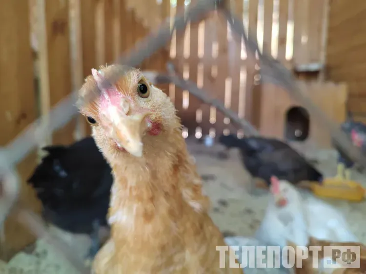 Режим ЧС из-за вспышки птичьего гриппа объявлен на Камчатке