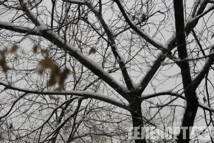 Небольшие осадки в виде снега, мокрого снега и дождя ожидаются в Амурской области 1 ноября