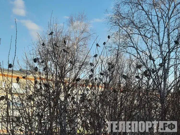 Переменная облачность, местами в Амурской области 2 ноября ожидаются небольшие осадки