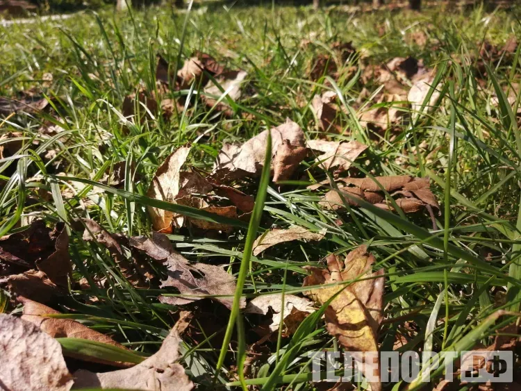 Зимой ослабеют морозы: России надо готовиться к новому климату