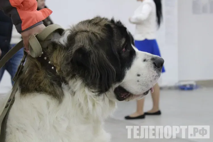 Сторожевая собака искусала десятилетнего ребенка в Приамурье