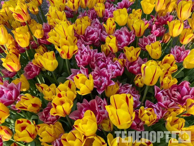 Продавцы тюльпанов пополнили бюджет Белогорска на 118 тысяч рублей