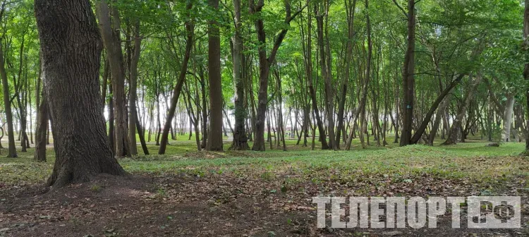 С иностранца взыскали 13 миллионов рублей за вывезенные из России лесоматериалы