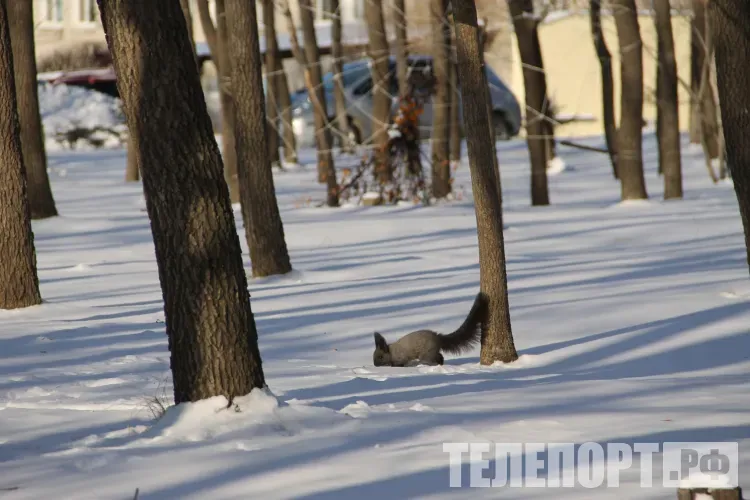 Небольшая облачность, без существенных осадков в Амурской области 13 декабря