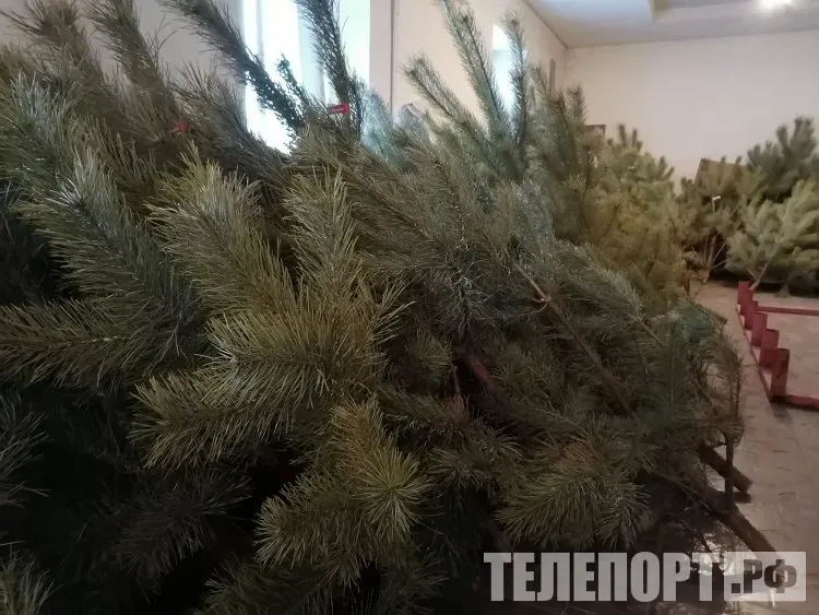 Новогодние деревья заготовили для амурчан сотрудники лесхозов