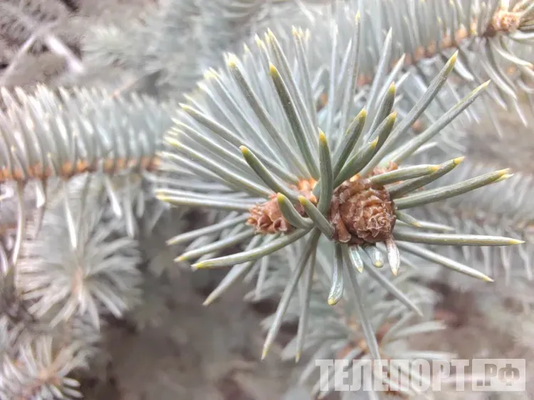 Снег и небольшое потепление в Амурской области 6 января