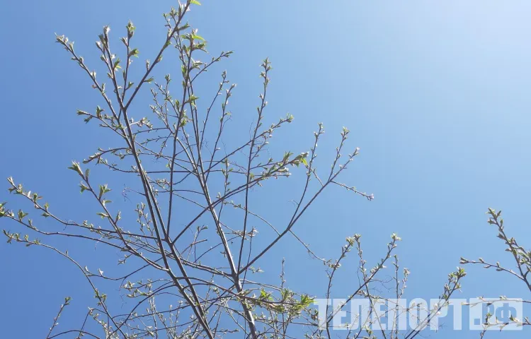 Весна в 2025 году начнется в России раньше обычного