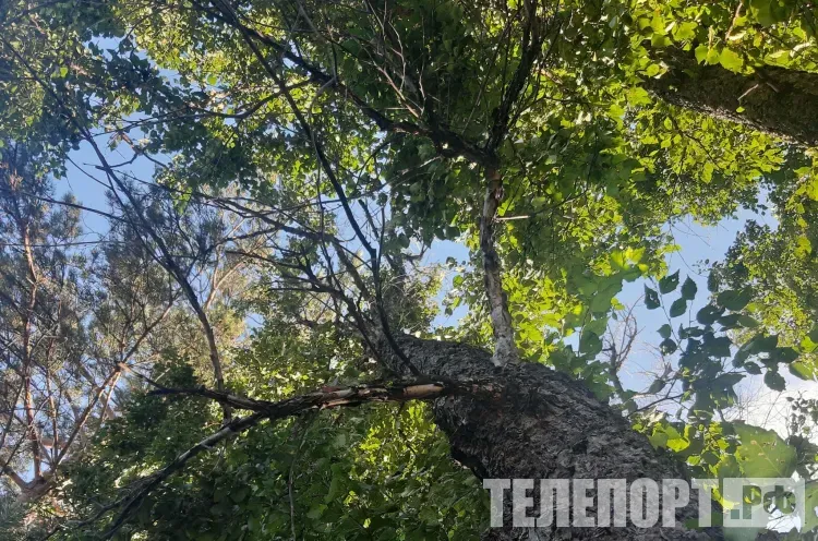 Старые тополя вдоль дорог поручил спилить губернатор Приамурья