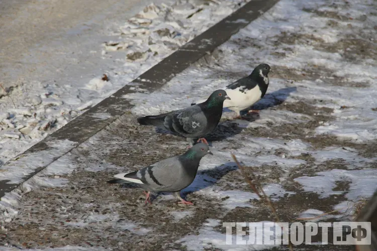 Днем в Амурской области 25 января облачно с прояснениями, без существенных осадков