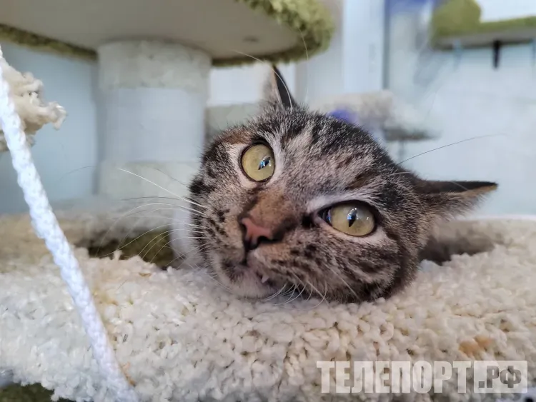 Ермилов день: если лес трещит, то мороз продержится еще долго