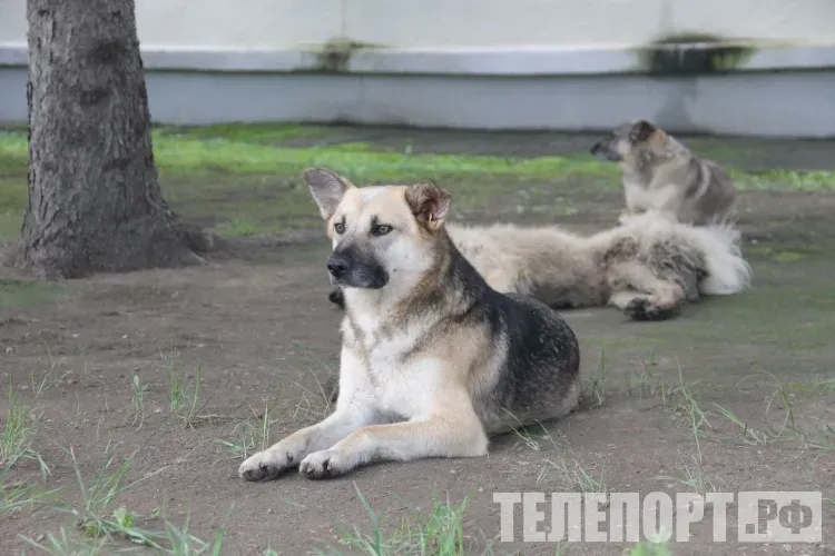 О бездомных собаках амурчане сообщают через чат-бот ветеринарной службы
