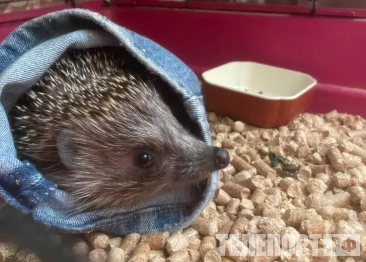 Ежи, шиншиллы и морские свинки одним рейсом прилетели в Приамурье