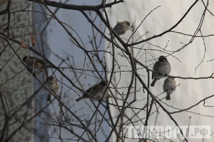 Порфирий Поздний: если воробьи начинают сбиваться в стаи - весна будет теплой