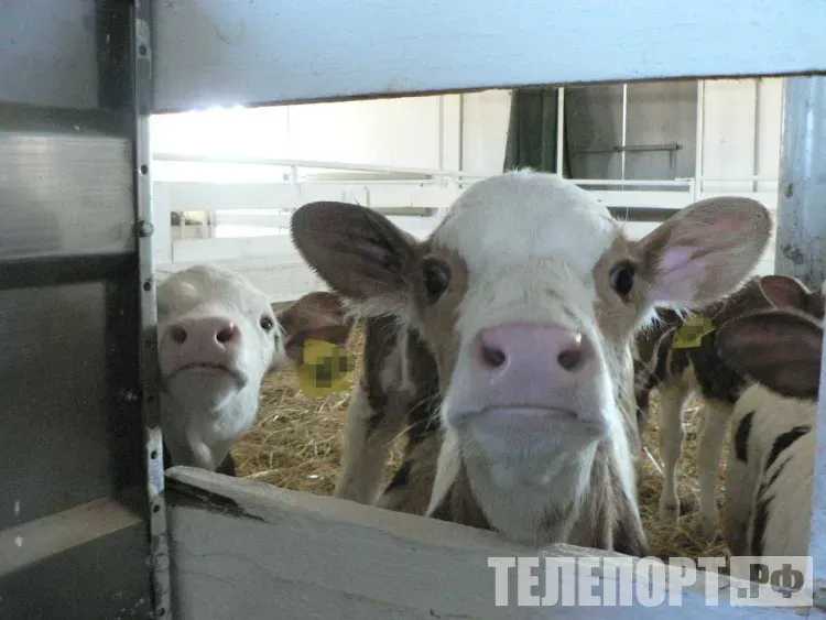 Собака забралась в чужой двор и загрызла теленка