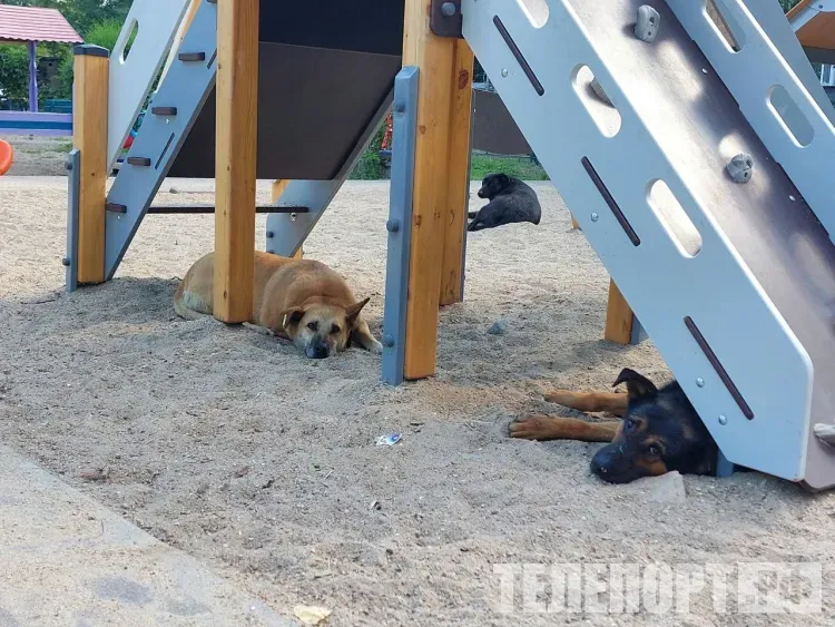 Проверку устроят владельцам животных, пойманных на самовыгуле