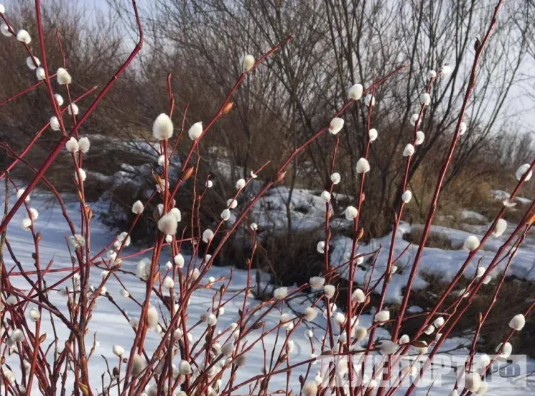 Плюсовая температура установится днем по всему Приамурью 6 апреля