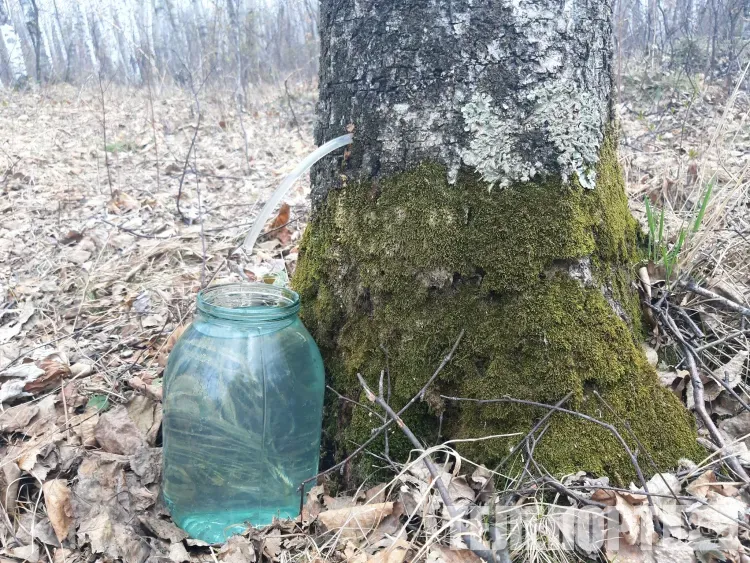 Березовый сок обретает популярность в Китае