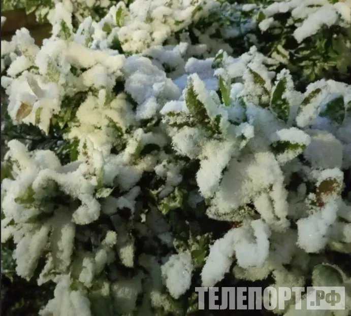 Заморозки в апреле в Подмосковье поставили рекорд