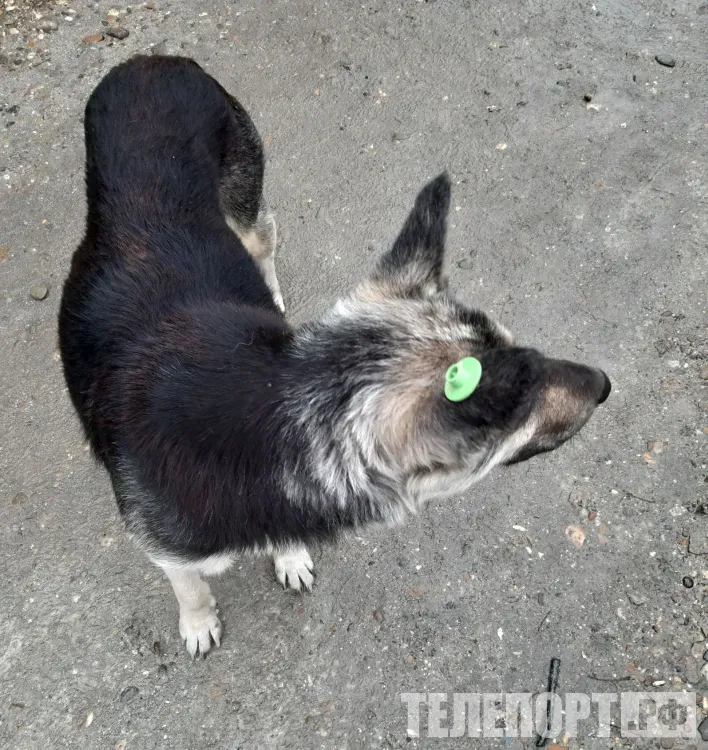 Возможно, задела хвост: собака проснулась и набросилась на ребенка в Приамурье