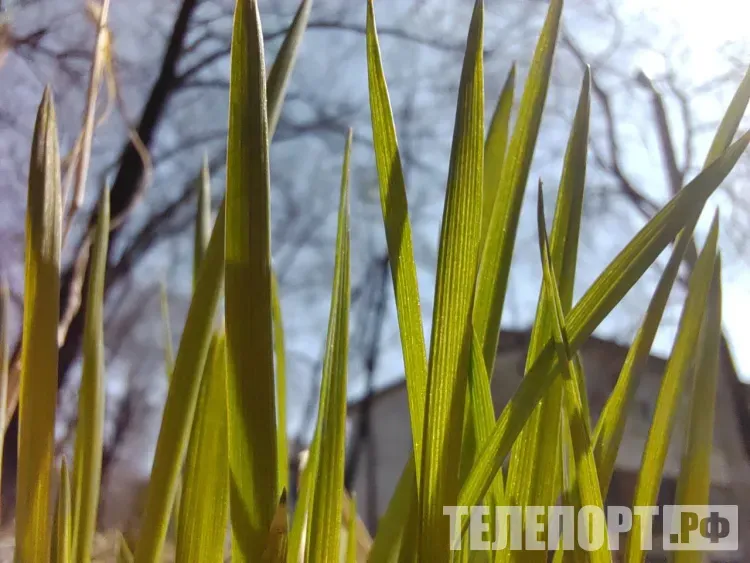 Иван - Медвяные росы: хороший рябиновый цвет - к богатому урожаю овса