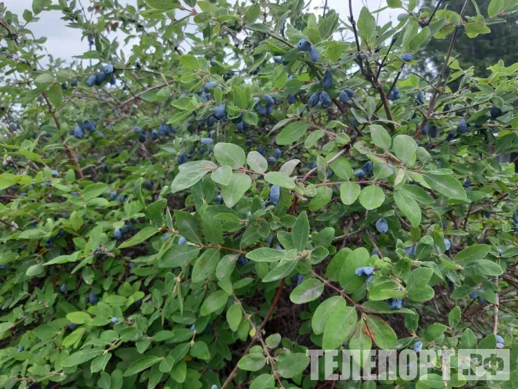 Преимущественно без осадков в Амурской области 26 июня