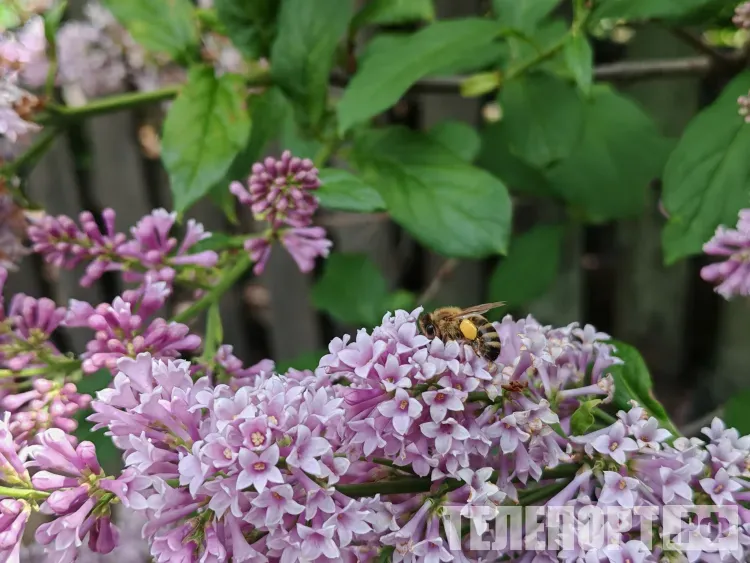 Зосима и Иов: на Зосиму пчелы жалят только грешников - злых и завистливых людей