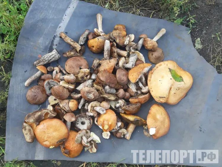 Ольга Страдница: надоедающая мошкара сулит осенью обильный урожай грибов