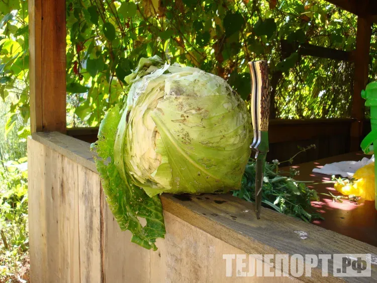 Пантелеймон Кочанный: пирожками с капустой угощали детей и странников