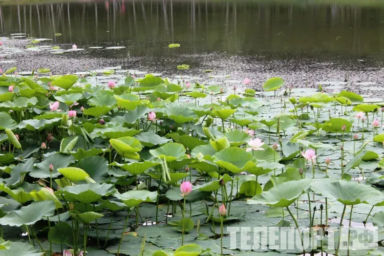 Кратковременные дожди, местами ливни и грозы прогнозируются в Амурской области 14 августа