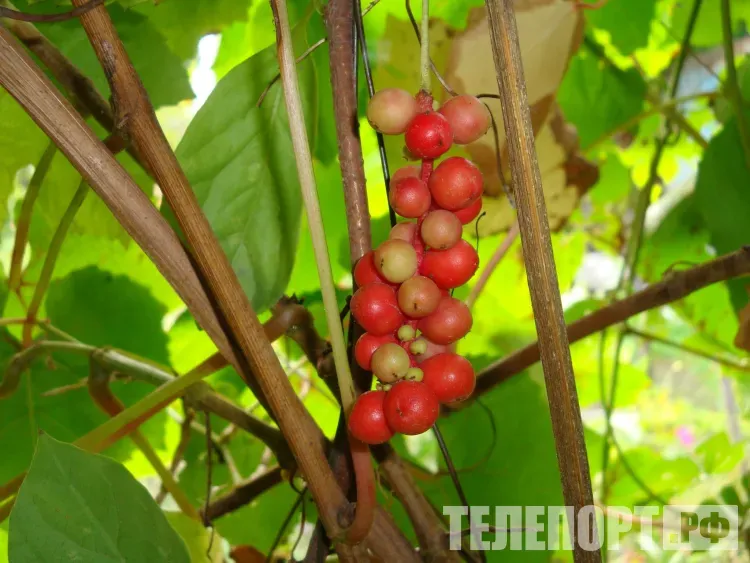 По северо-восточным и южным районам Амурской области 26 августа местами дождь и гроза