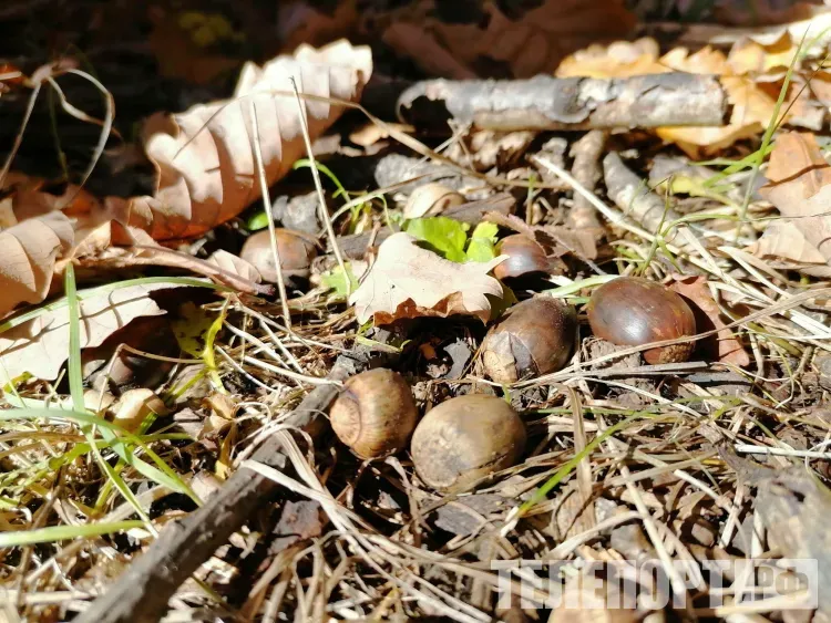 Кратковременный дождь ожидается местами по северу Амурской области 27 сентября