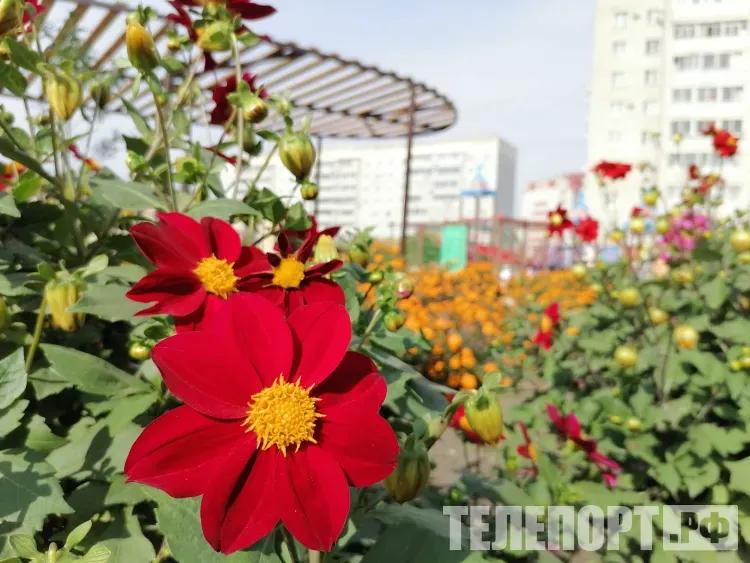 Воздух в Амурской области прогреется до +23 градусов