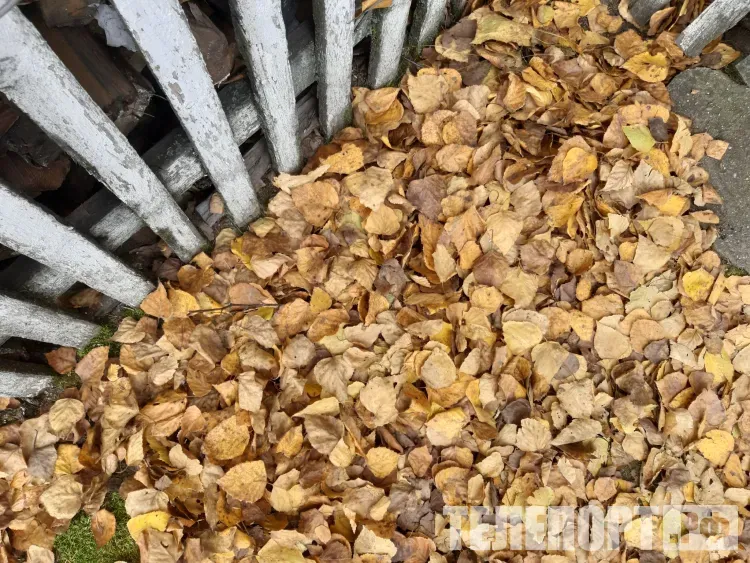 Без существенных осадков в Амурской области 18 октября