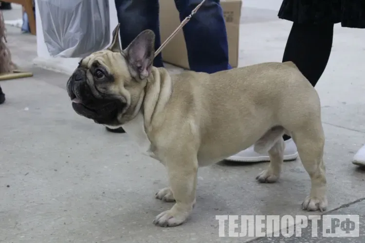 Кинологи рассказали, что нездоровая привязанность у собаки это плохо