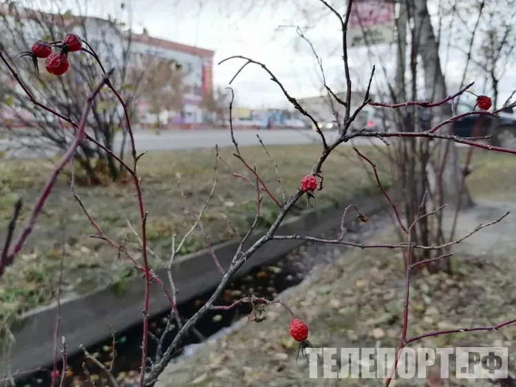 Осадки не ожидаются 24 октября в Амурской области