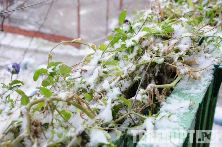 Умеренные осадки в виде мокрого снега и снега пройдут в Амурской области 25 октября