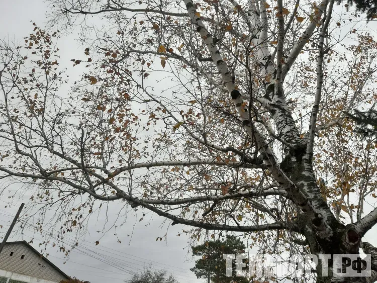 Днем местами по северу Амурской области 28 октября температура опустится до -8°С