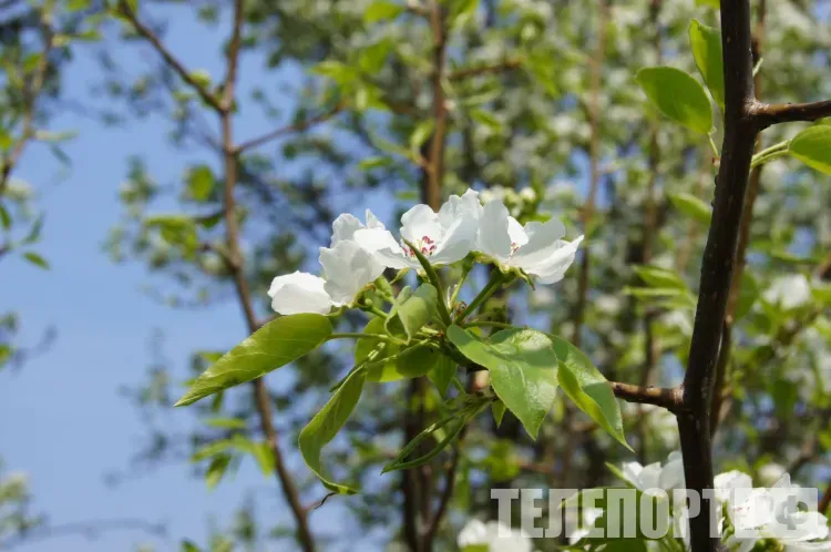 Весна в 2026 году наступит раньше