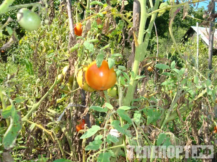 Амурчанин обустроил "дальневосточный гектар" и развивает пасеку