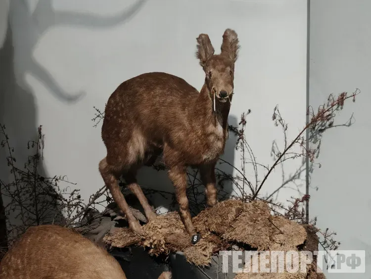 Охотники Амурской области могут добывать кабаргу до конца января