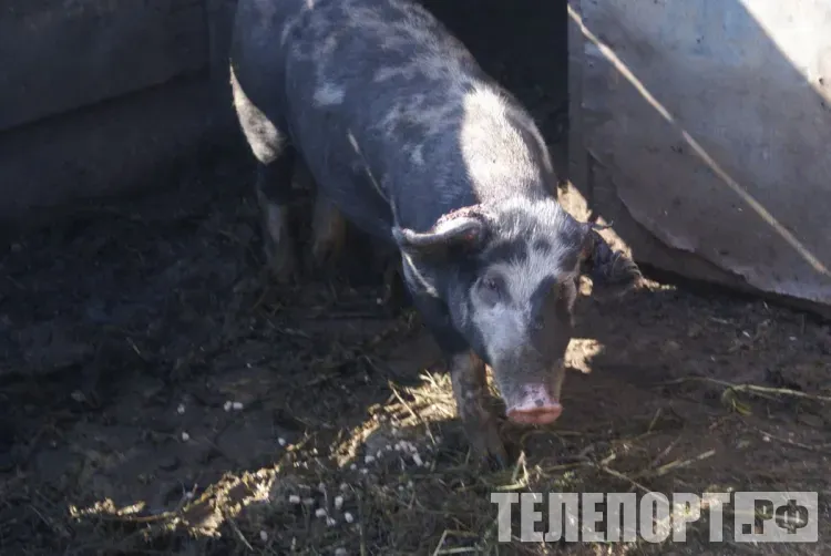 Запах и антисанитария: по жалобам амурчан Россельхознадзор провел проверки