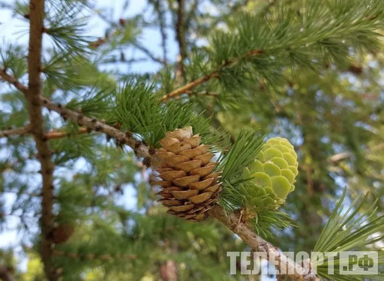 Состояние молодых лесов в Приамурье оценили специалисты