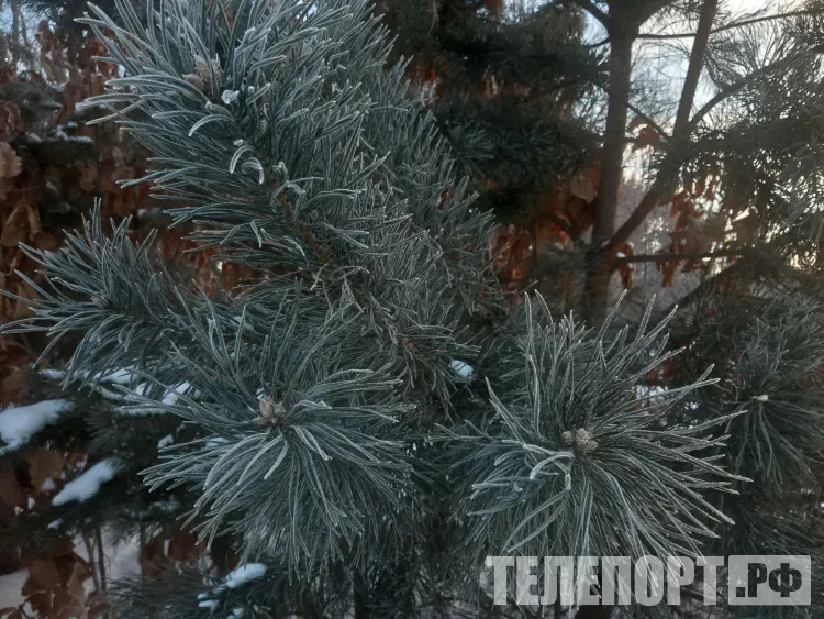 Небольшой снег пройдет по восточным и западным районам Амурской области 13 ноября