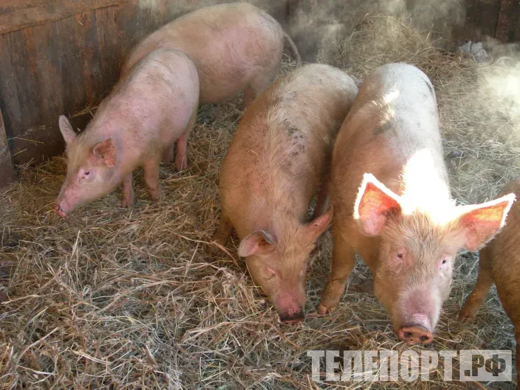 Крупные штрафы грозят россиянам за 121 вид животных в квартире