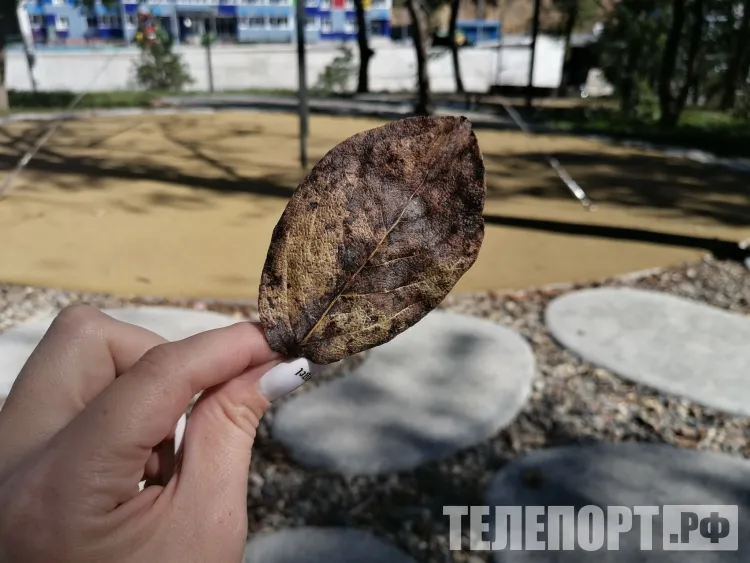 Супертеплая погода установилась на всей территории России