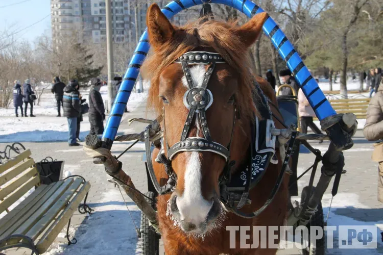 Гурьев день: если лошади ржут громче обычного - быть зиме мягкой, а урожаю - богатым