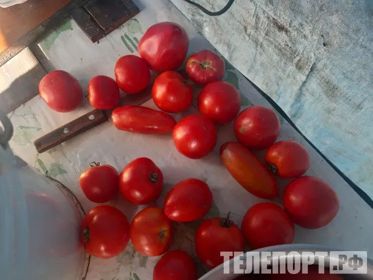 Более 30 раз в этом году пытались завезти зараженные помидоры в Приамурье 