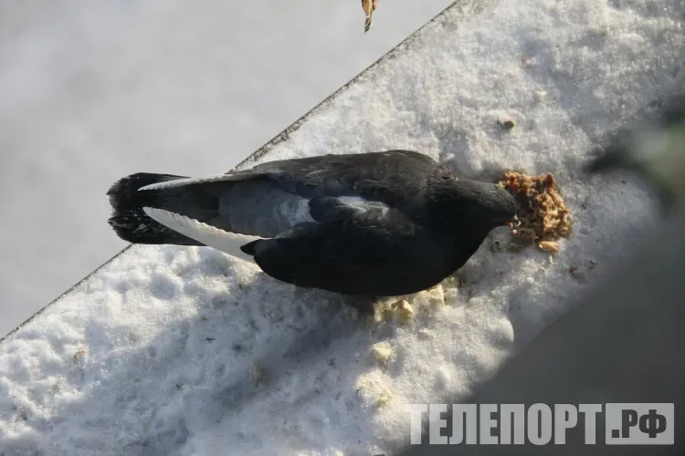 Местами по востоку Амурской области 11 декабря ожидается небольшой снег